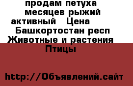 продам петуха 9 месяцев рыжий, активный › Цена ­ 300 - Башкортостан респ. Животные и растения » Птицы   